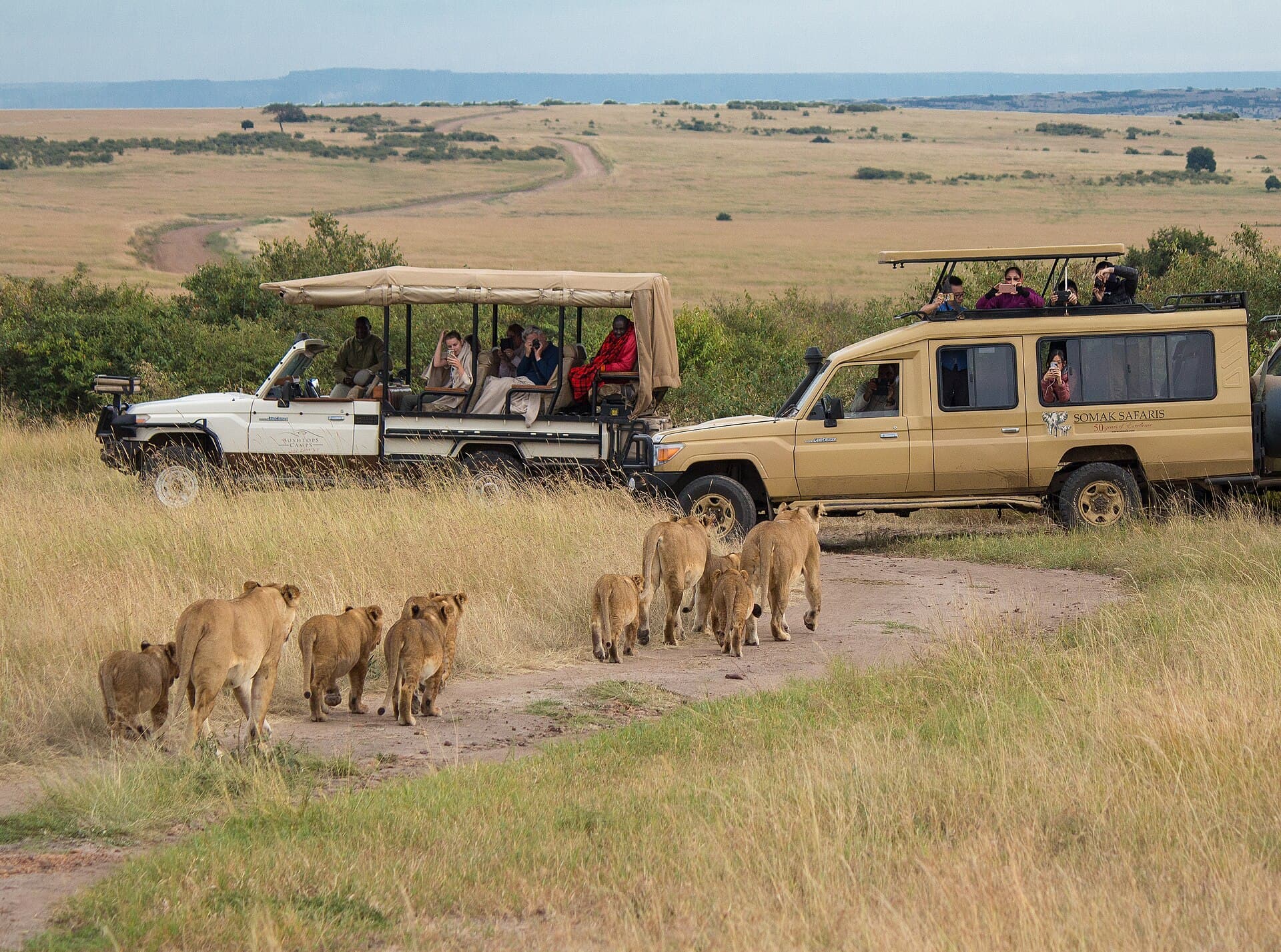 Savanna grassland of the Maasai Mara, Kenya — Kenya safari tours